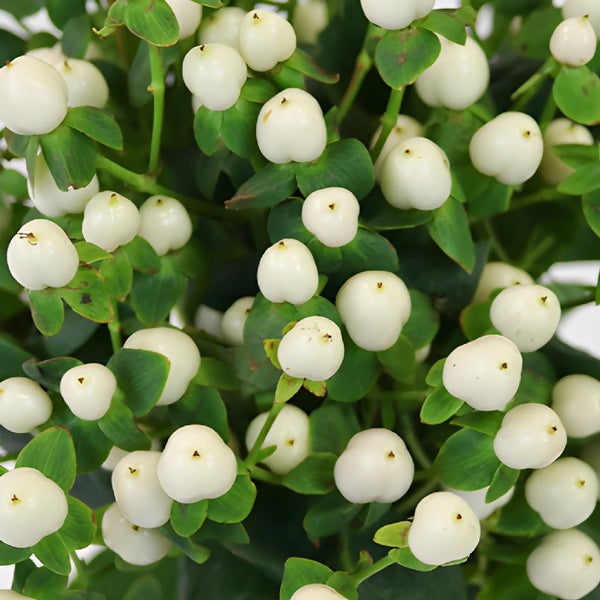 Hypericum Berries Black - Burgundy, 60cm - Potomac Floral Wholesale