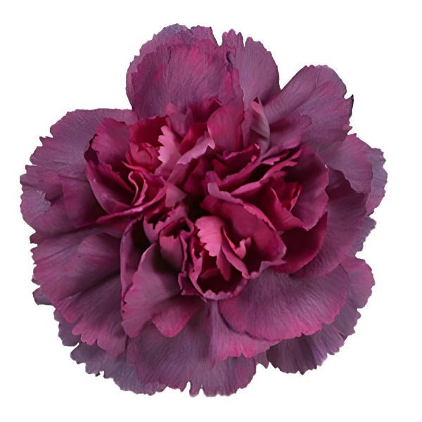 Purple Deep Lavender Carnation Flowers