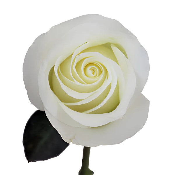 Playa Blanca Rose White, 50 cm ( White Beach ) - Potomac Floral Wholesale