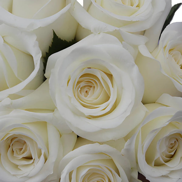 Playa Blanca Rose White, 50 cm ( White Beach ) - Potomac Floral Wholesale