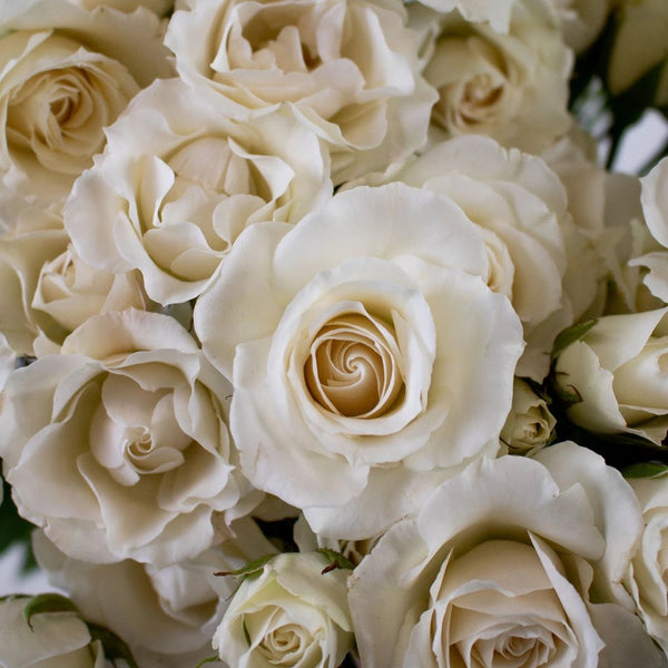 The Vendela Ivory Rose As A Background Stock Photo, Picture and Royalty  Free Image. Image 98048972.