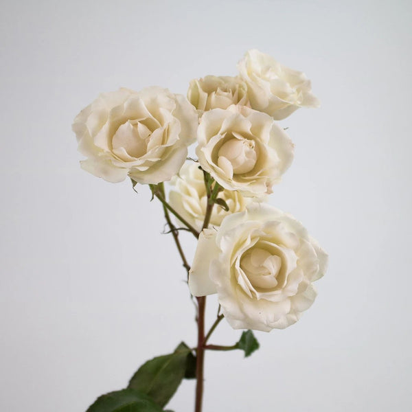 Creamy White Vendela Rose