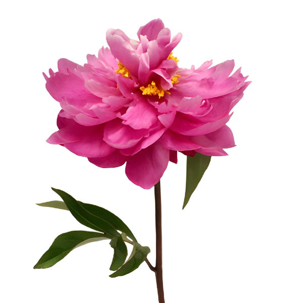 Buy Wholesale Peony Flower Kansas Pink December Delivery in Bulk 