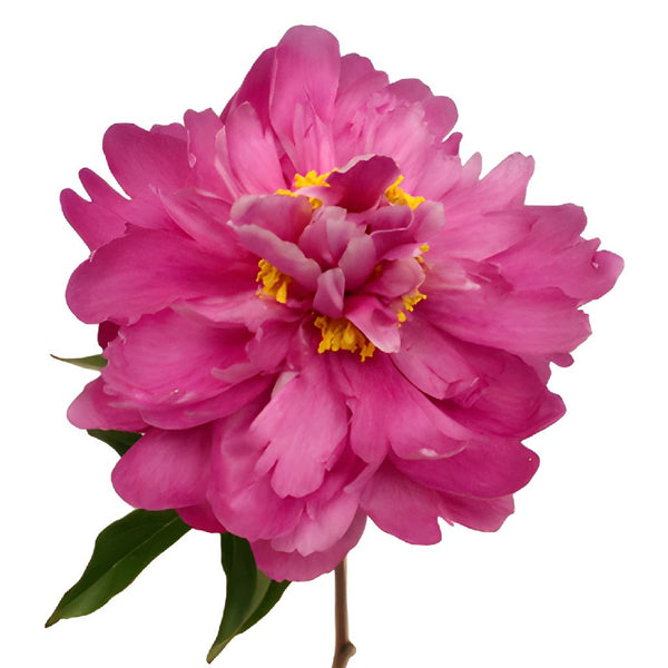 Buy Wholesale Peony Flower Kansas Pink December Delivery in Bulk 