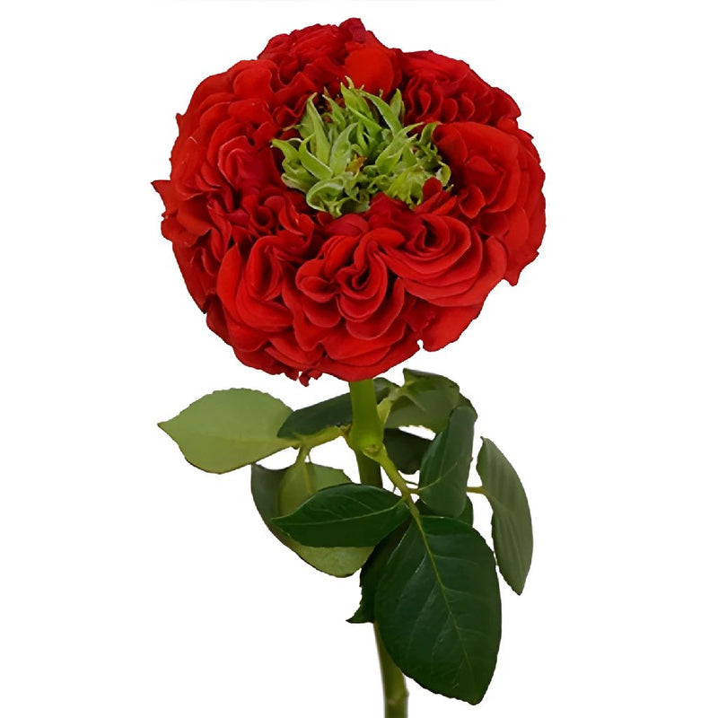 Wholesale Unique Latin Red Garden Rose ᐉ bulk Unique Latin Red Garden ...