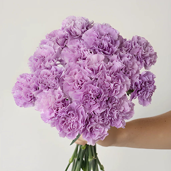 Deep Purple Carnation Flowers