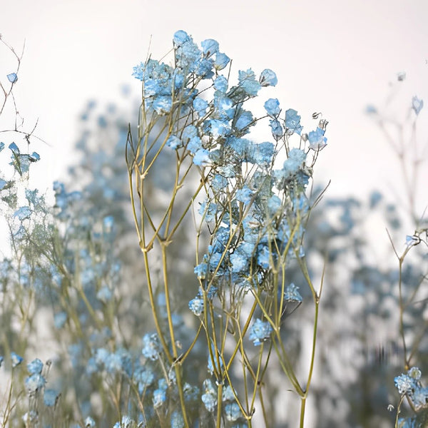 Dried Eucalyptus Bouquet  Dried Real Baby's Breath And Straw Flowers –  Secret Flower wholesale