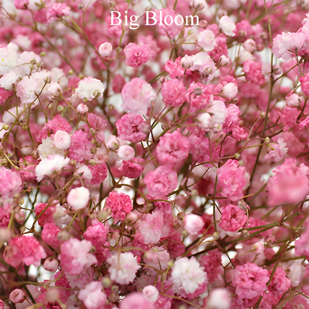 Babys Breath Bulk Flowers in Abbotsford, BC - BUCKETS FRESH FLOWER MARKET  INC.