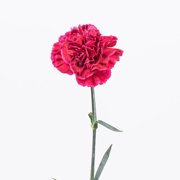 Buy Wholesale Pink Carnation Flowers in Bulk