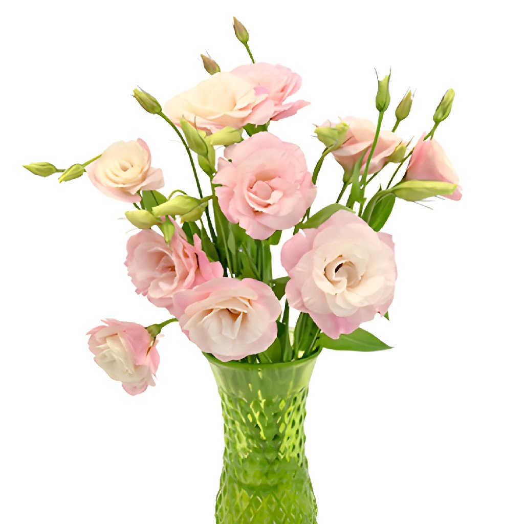 Lisianthus wholesale in FiftyFlowers