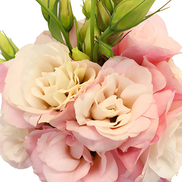 Pink Chiffon Lisianthus, Flowers, Certified B Corp
