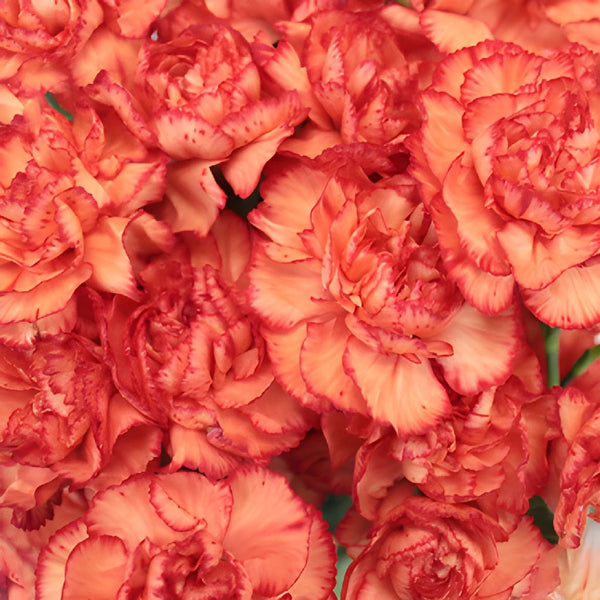50ct Bulk Flowers Fresh Burgundy Carnations