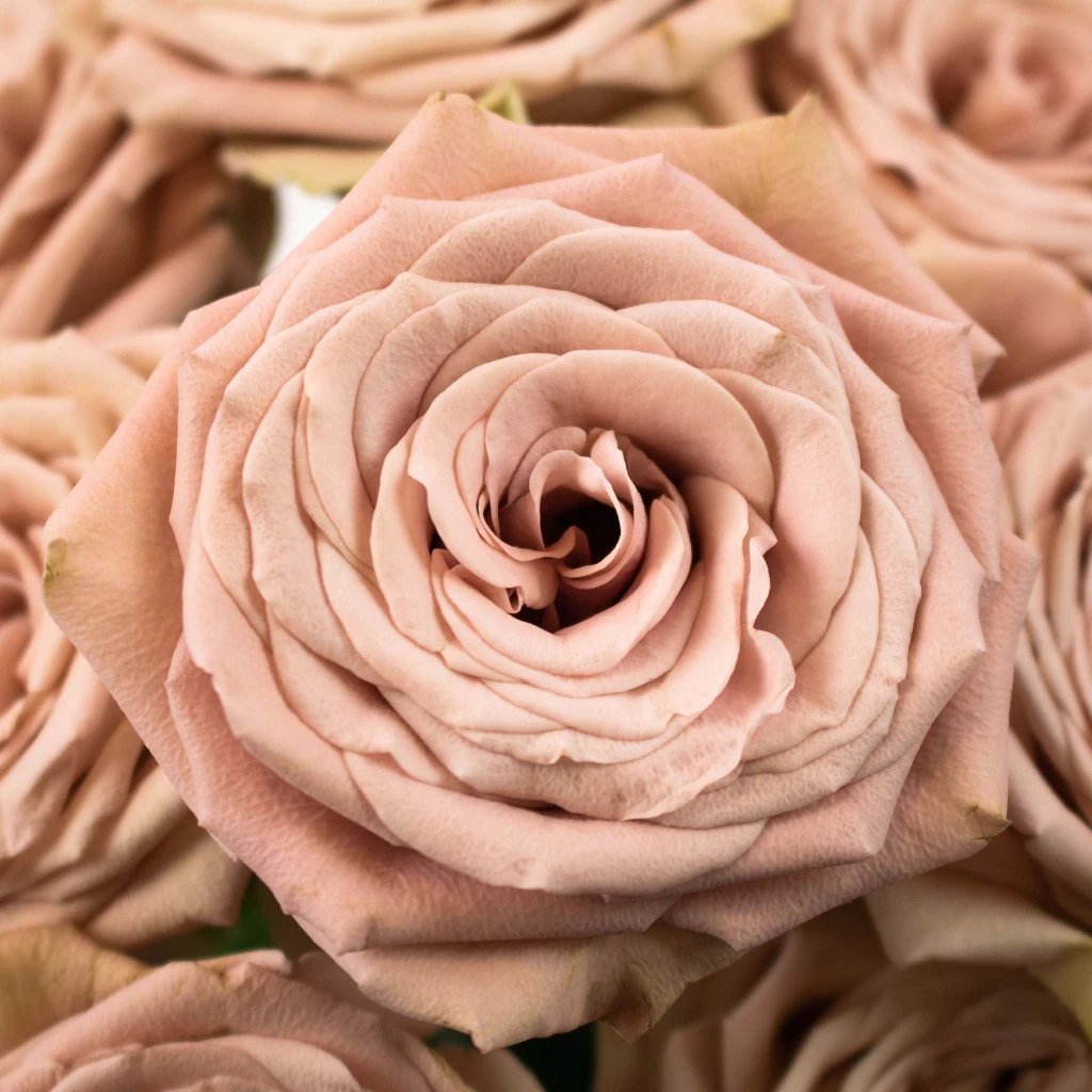 Wholesale Magic Mocca Mauve Roses - bulk Magic Mocca Mauve Roses online -  FiftyFlowers