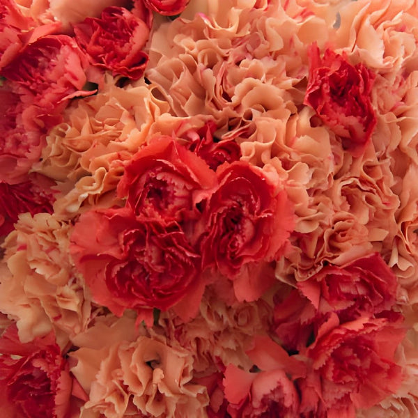 Red Carnation Bunch – Carlsbad Florist, San Diego Wholesale Flowers