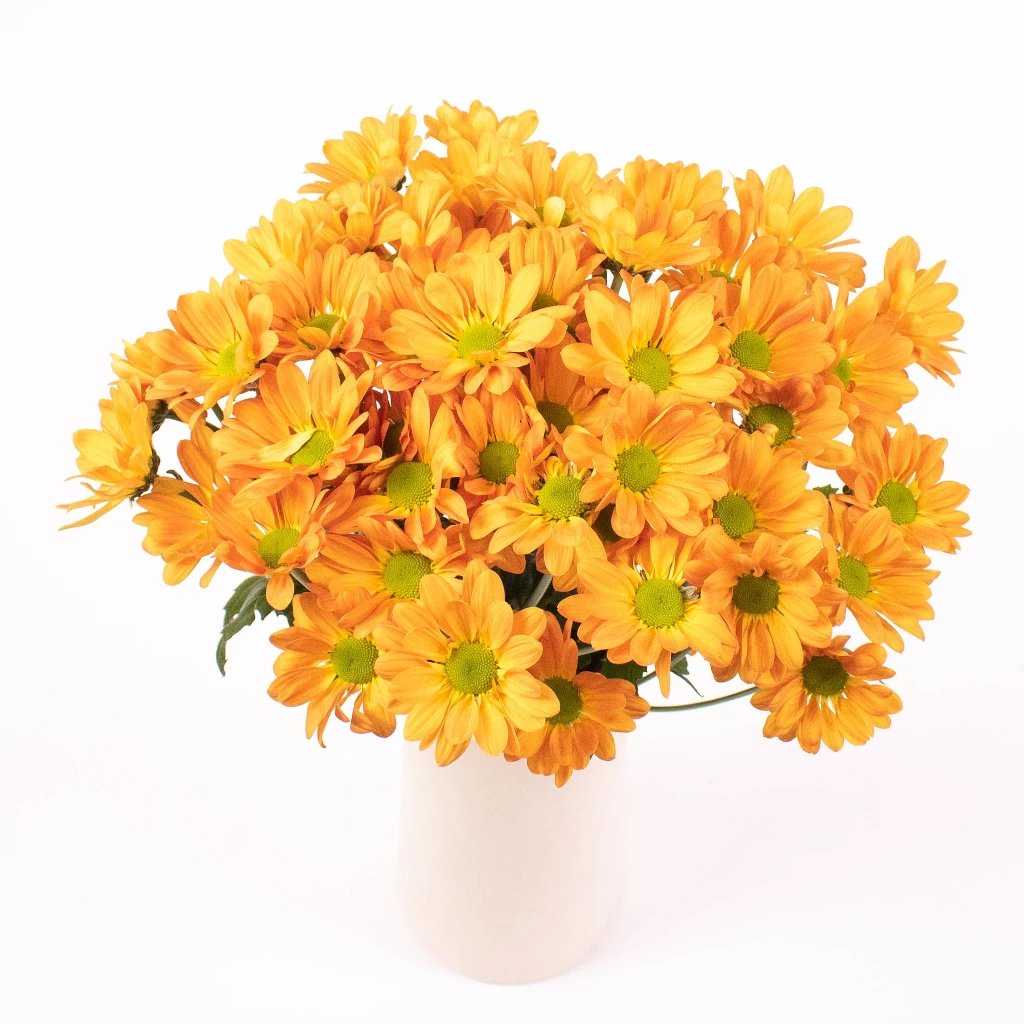 Electric Orange Bulk Daisy Flower | FiftyFlowers