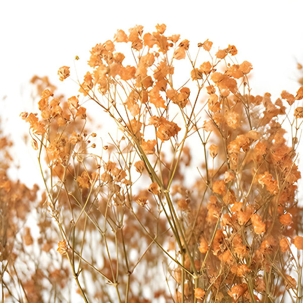 Sunny Harbor Blue Dried Baby's Breath | FiftyFlowers