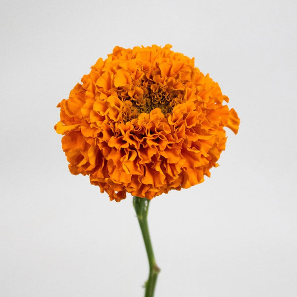 Protea Pincushion Orange - Wholesale - Blooms By The Box