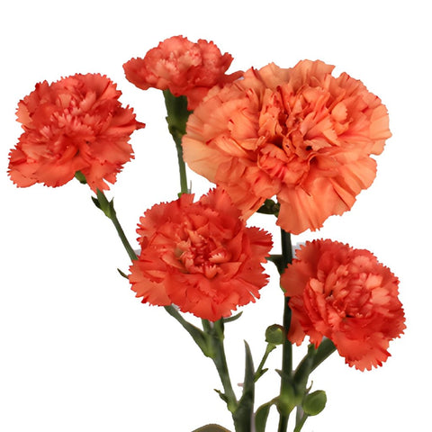 Wholesale Orange Mini Carnation Flowers ᐉ bulk Orange Mini Carnation ...