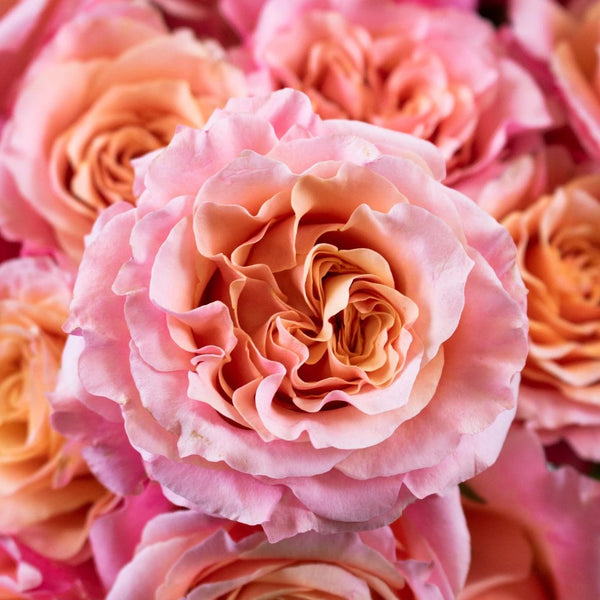 Buy Wholesale David Austin Rose Peach Juliet Ausgameson in Bulk - F