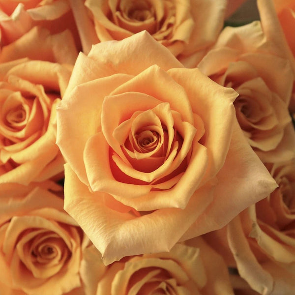 Twilight Light Orange Rose