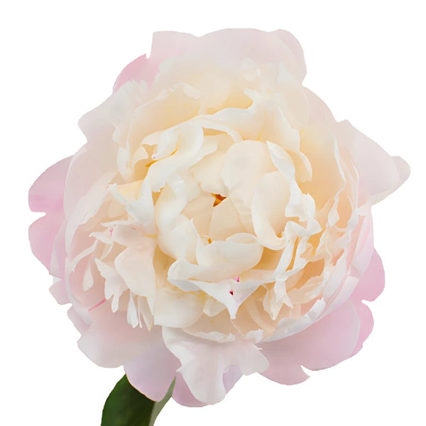 Buy Wholesale Blush Peonies Flower November Delivery in Bulk - Fift...