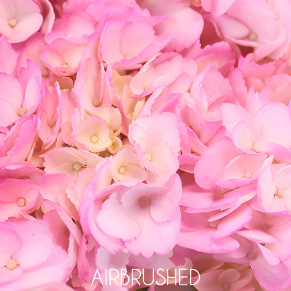 Premium Pink Blush – ForkandFlowers