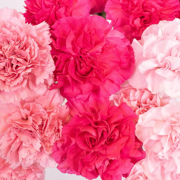 Standard Bulk Carnations – Flowers For Fundraising