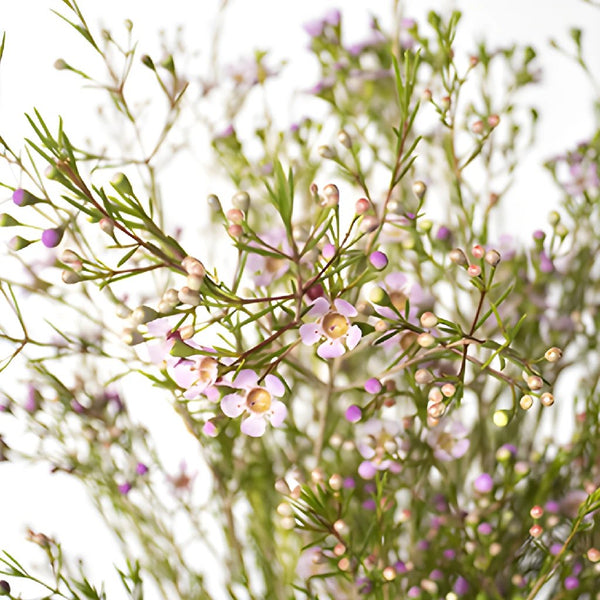 Pussy Willow Branches - Wholesale - Blooms By The Box