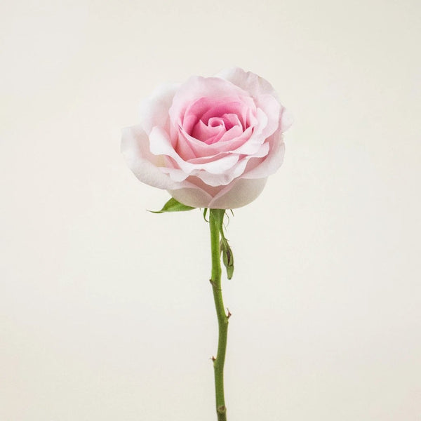 Cielo Light Pink Bulk Rose