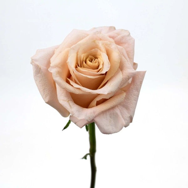 Buy Wholesale Blushing Beige Rose in Bulk - FiftyFlowers