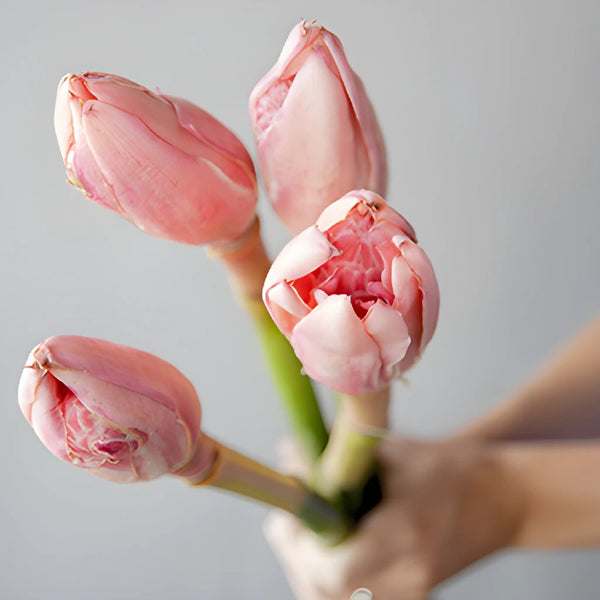 Protea Blushing Bride Flowers - Wholesale - Blooms By The Box