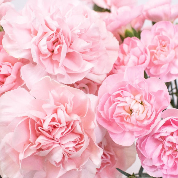Pink Lilac Fresh Cut Carnations Flowers