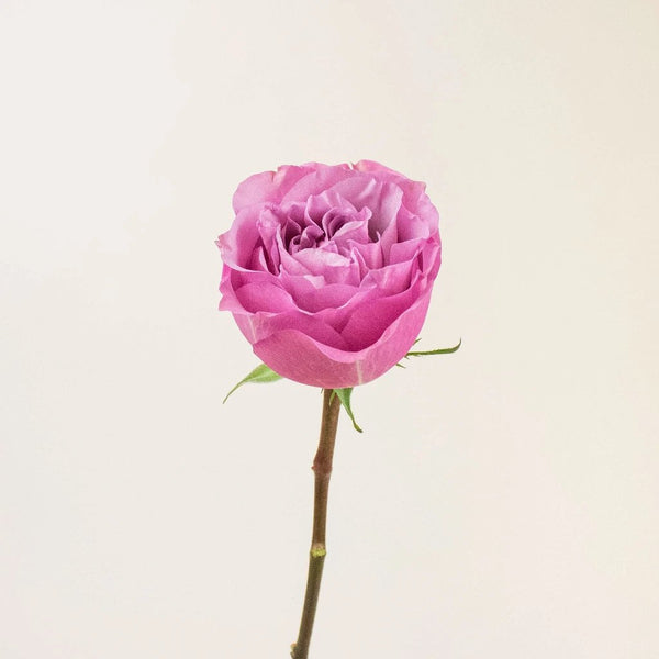 Princess Rose Bud Stem, Hobby Lobby, 586719