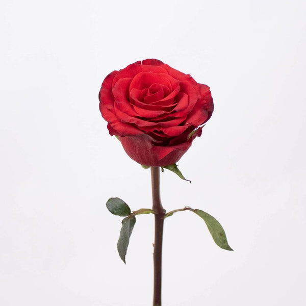 Buy Wholesale Red Ecuadorian Roses in Bulk - FiftyFlowers