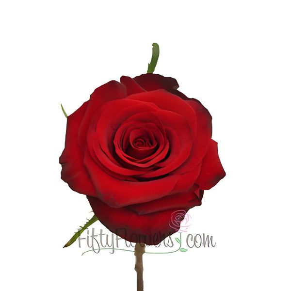 Rose Red Flower - 1.5 Stem, Grams at Rs 120/gram in Bengaluru