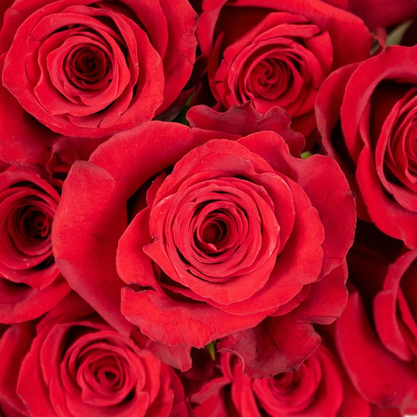 Red Spray Rose 100 stems buy bulk flowers- JR Roses