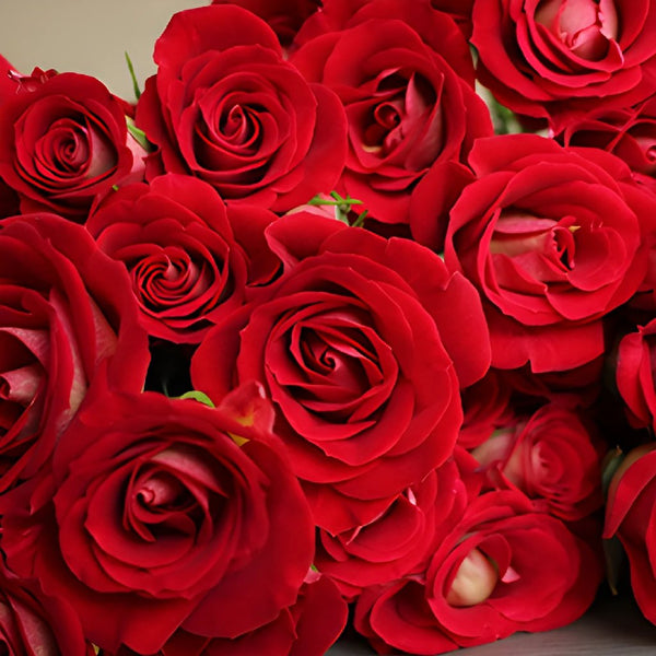 Red Spray Rose 100 stems buy bulk flowers- JR Roses