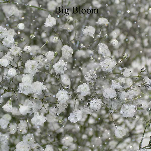 Buy Wholesale Baby's Breath Flower Combo Pack in Bulk - FiftyFlowers