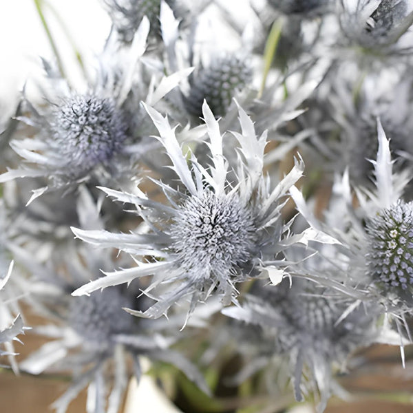 Pussy Willow Branches - Wholesale - Blooms By The Box