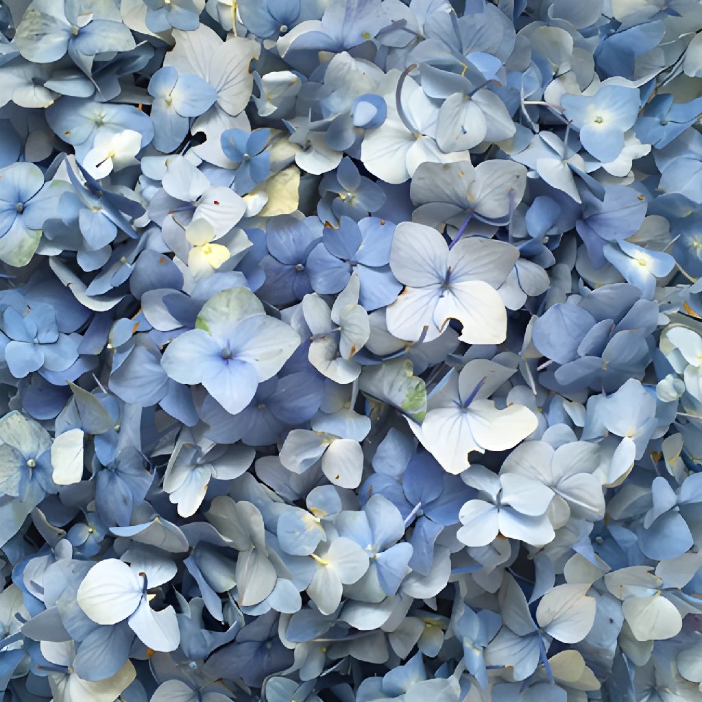 Bulk hydrangea petals in FiftyFlowers