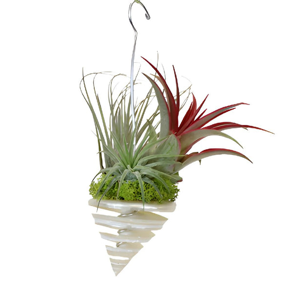 50 Air Plants Bulk, Live Tillandsia Plant Lot, Bulk Wedding Favors