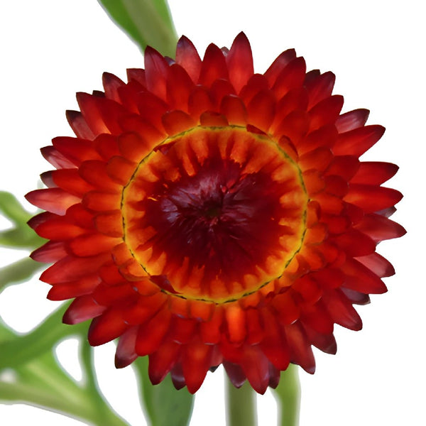 Cut Flowers for Farm Production: Strawflower “Raspberry Rose”