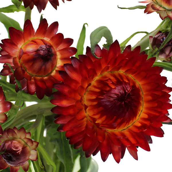 Cut Flowers for Farm Production: Strawflower “Raspberry Rose”