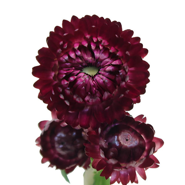 Cut Flowers for Farm Production: Strawflower “Raspberry Rose”