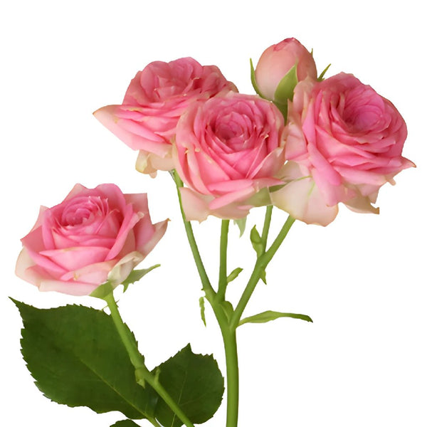 Buy Wholesale Twinkle Bride Pink Mini Rose in Bulk - FiftyFlowers