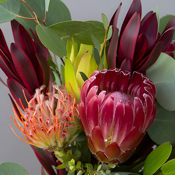 Protea Blushing Bride Flowers - Wholesale - Blooms By The Box