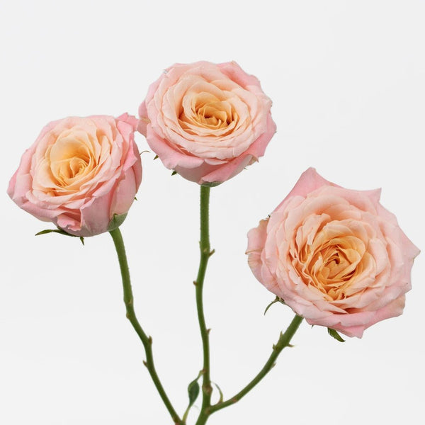 Southern Comfort Peach Garden Rose | DIY Wedding Rose | FiftyFlowers