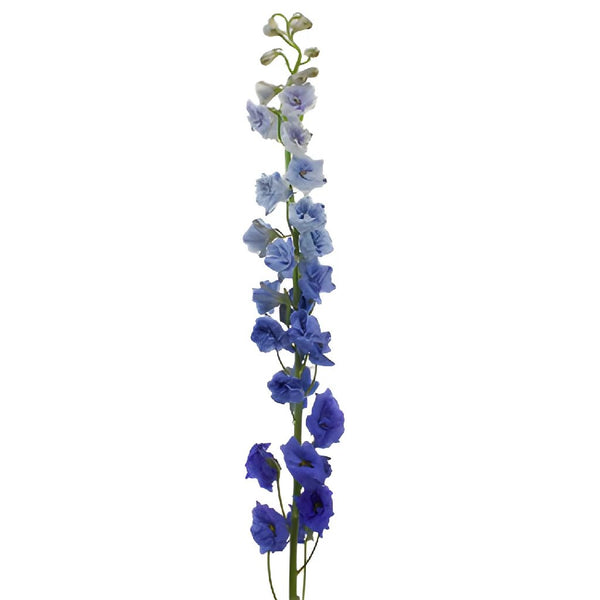 36.5 Blue Delphinium Floral Stem – Ellis Home & Garden