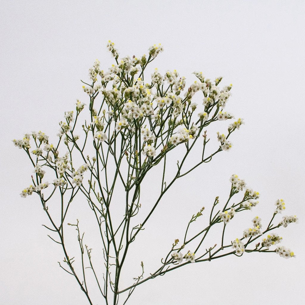 white limonium flower