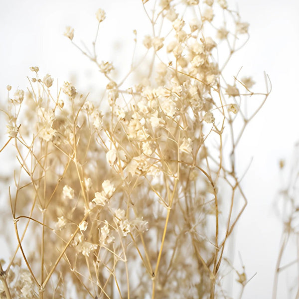  Garneck 3 Bunches Dried Flower Bouquet Dried Babys Breath  Flowers Bulk babysbreath Branches Photography Props DIY Bouquet Dried  Flowers Bouquet Dry Dried Flowers. Embossed South America : Home & Kitchen